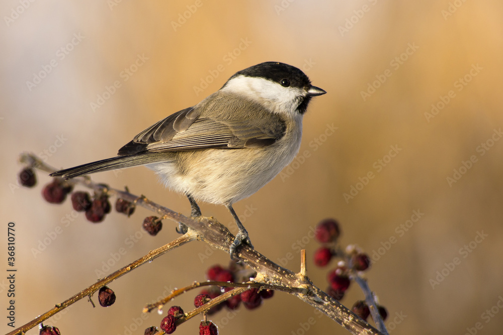 Obraz premium Willow Tit (Poecile montanus)