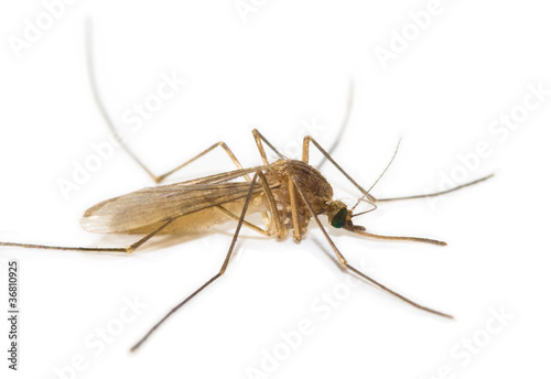 Mosquito isolated on white background © Peter Jurik