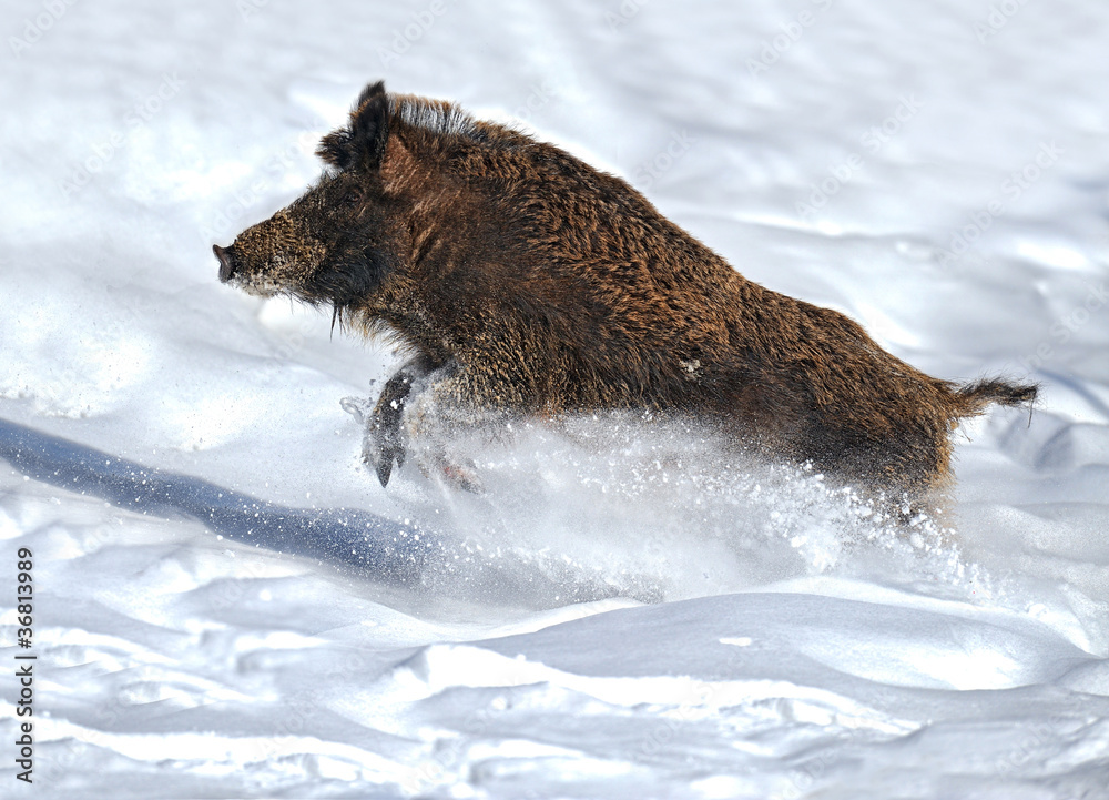 running wild boar