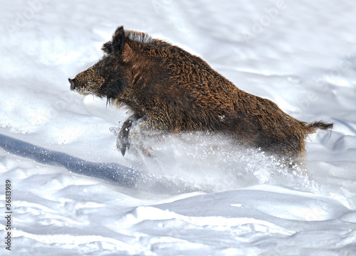 Obraz na płótnie running wild boar w salonie