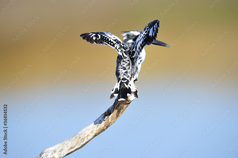 Fototapeta premium Pied Kingfisher (Ceryle rudis) at lake Maagan Michael, Israel