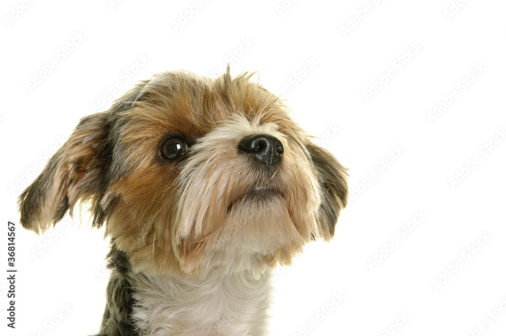 Biewer Terrier, Hund, Rassehund, freigestellt, Studio Stock Photo | Adobe Stock