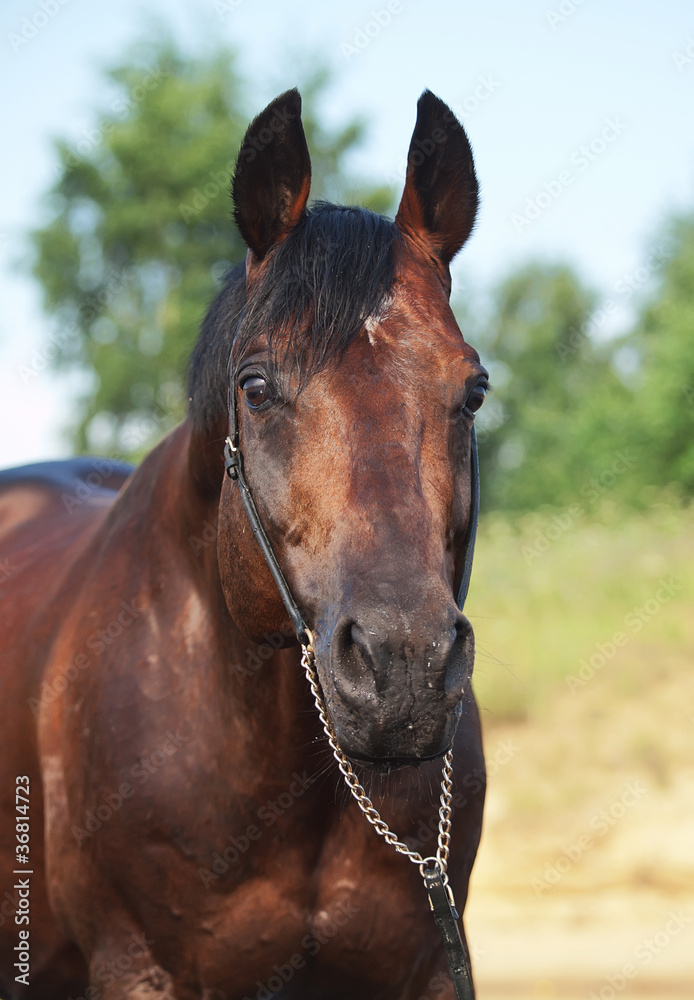Obraz premium portrait of nice bay horse