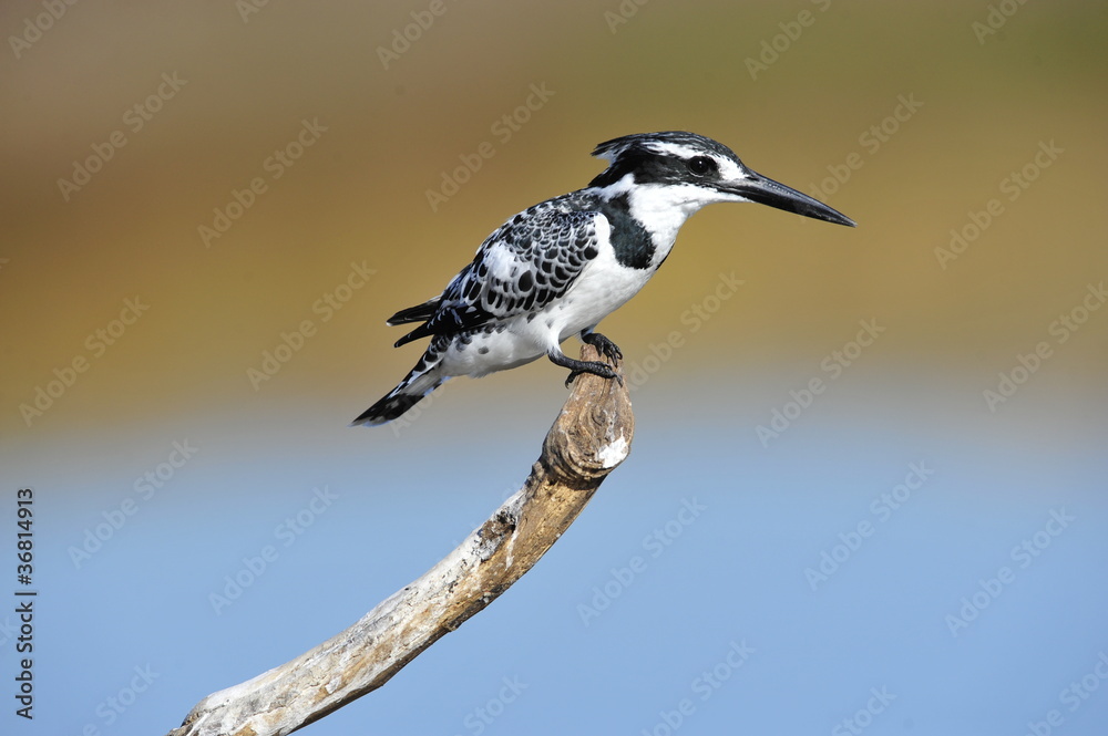 Obraz premium Pied Kingfisher (Ceryle rudis) at lake Maagan Michael, Israel