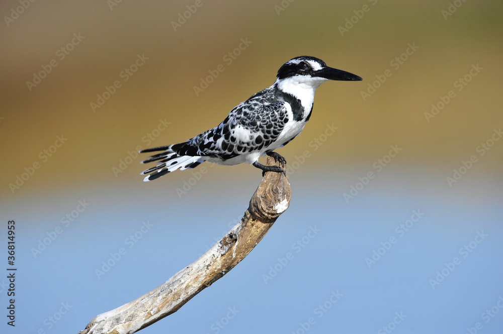 Obraz premium Pied Kingfisher (Ceryle rudis) at lake Maagan Michael, Israel