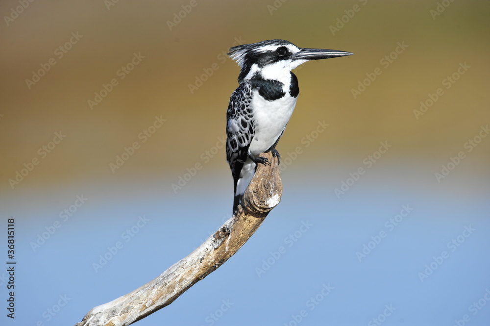Pied Kingfisher (Ceryle rudis) at lake Maagan Michael, Israel Pied Kingfisher (Ceryle rudis) at lake Maagan Michael, Israel