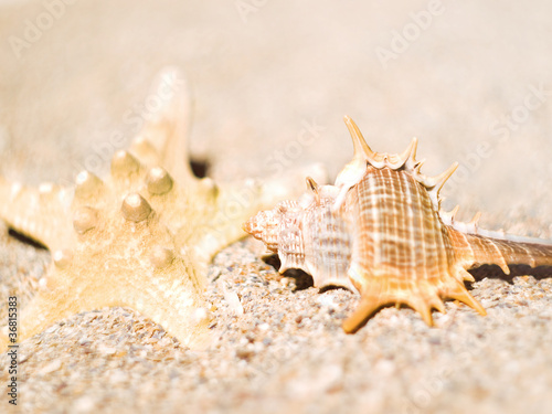 фотографія Two clam in the sand