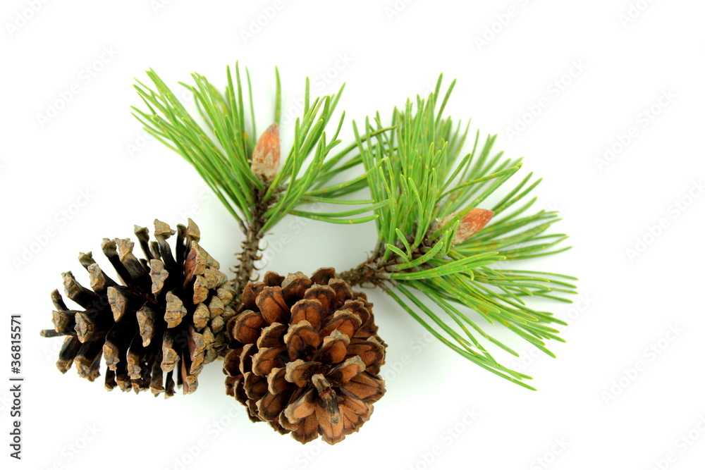 Fototapeta premium Pine branch and cones