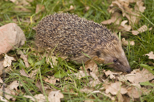 Hedgehog sniffing leaves