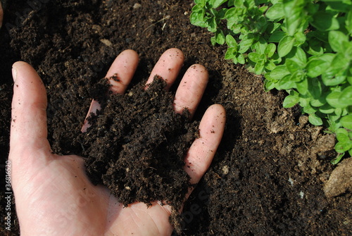 Man hand with soil in the garden
