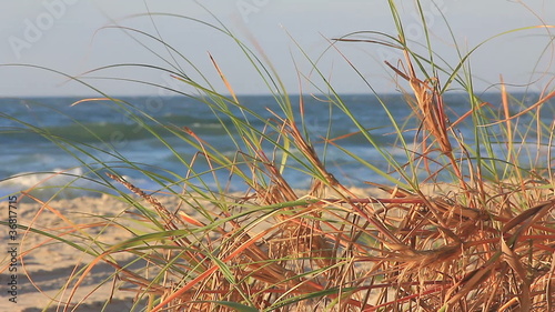 Sea grass close-up