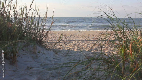 sea grass landscape