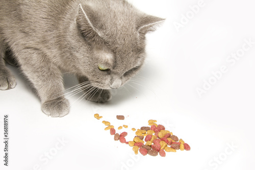 cat eating food © kaparulin
