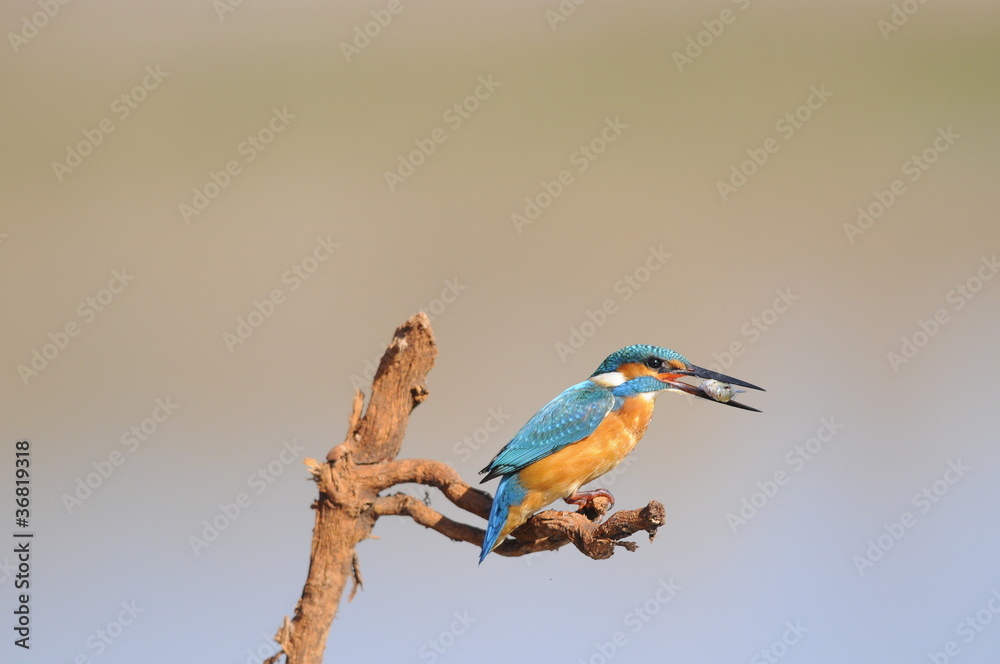 Obraz premium The Common Kingfisher (Alcedo atthis) with fish