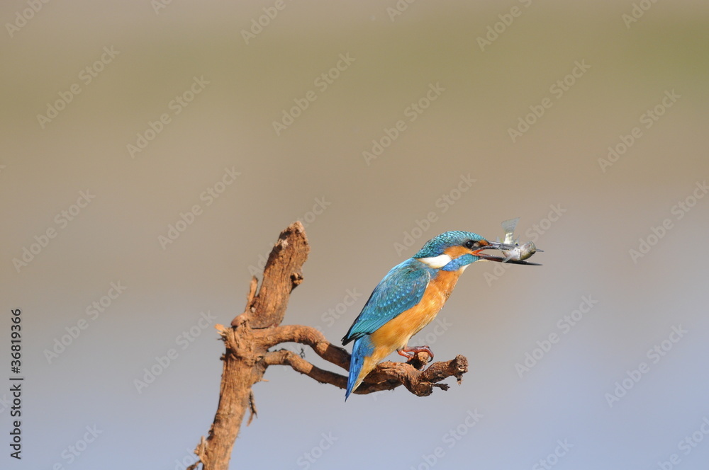 Obraz premium The Common Kingfisher (Alcedo atthis) with fish