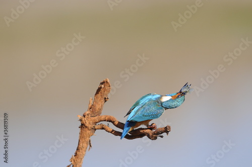 The Common Kingfisher (Alcedo atthis) with fish