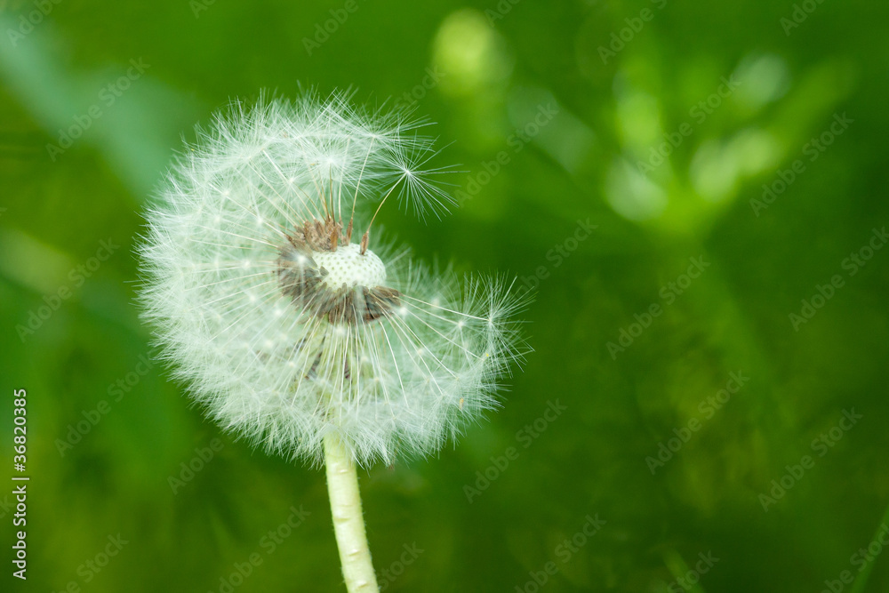 Fototapeta premium Dandelion flower on green background