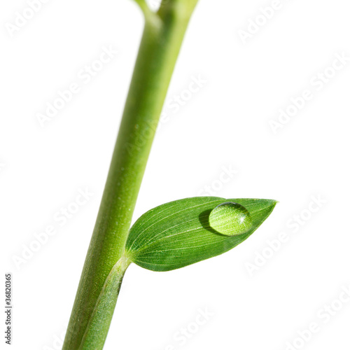 Single drop on green leaf