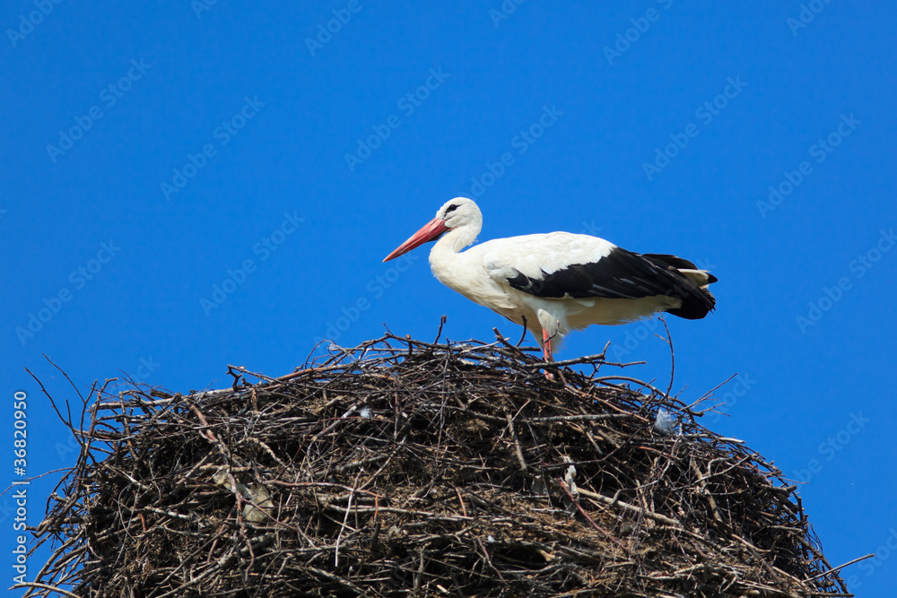 Fototapeta premium Ciconia ciconia, Oriental White Stork.