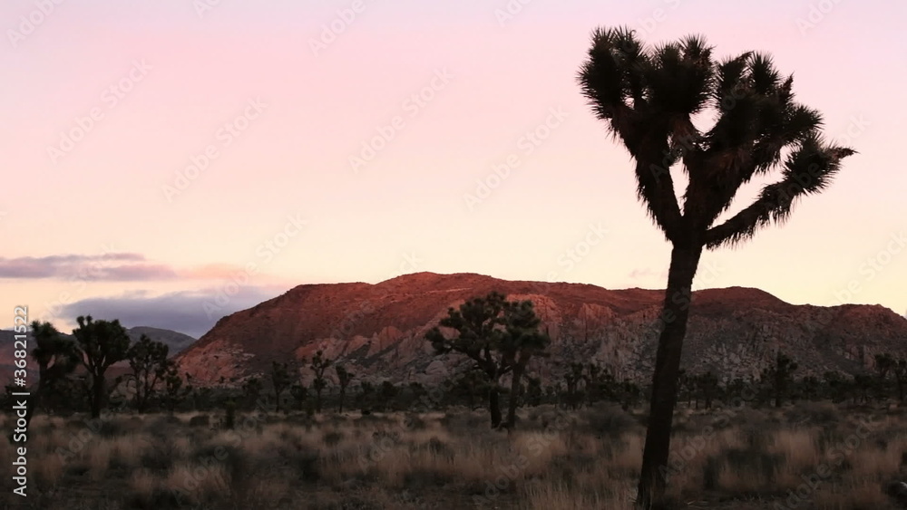 Joshua Tree, time lapse