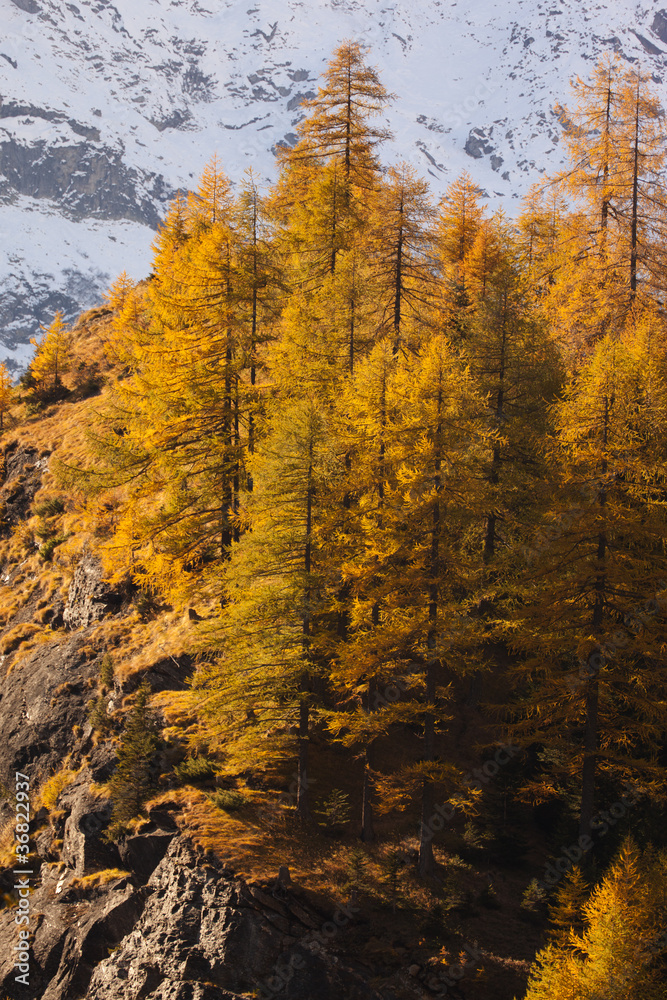 Fototapeta premium alberi autunnali