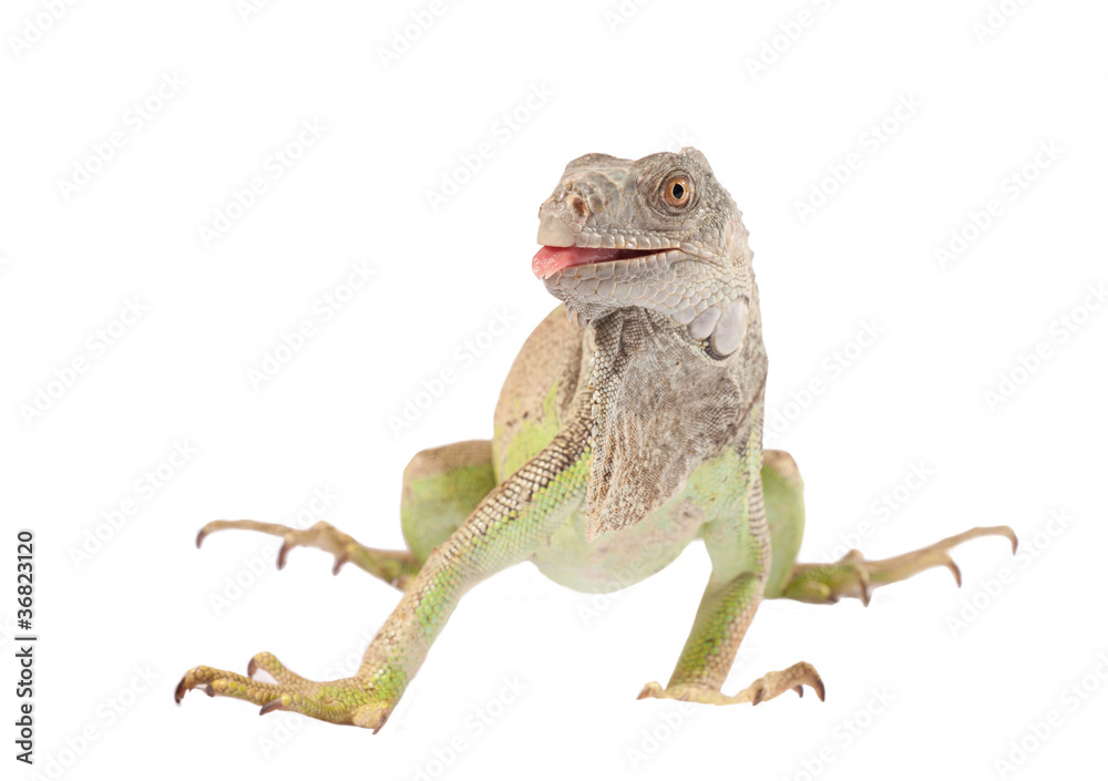 Obraz premium green iguana