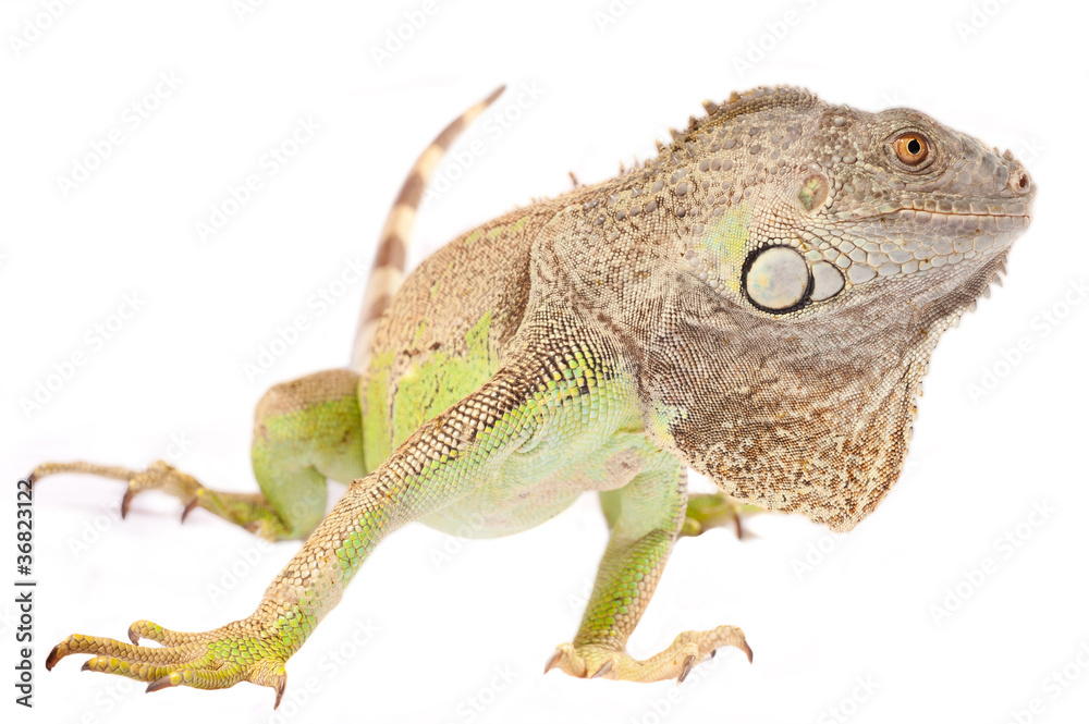 Fototapeta premium green iguana