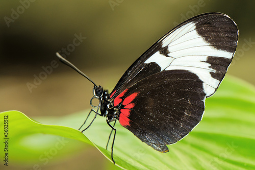 Tropical butterfly on leaf
