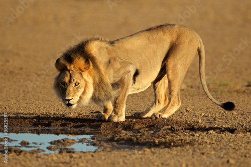 African lion drinking