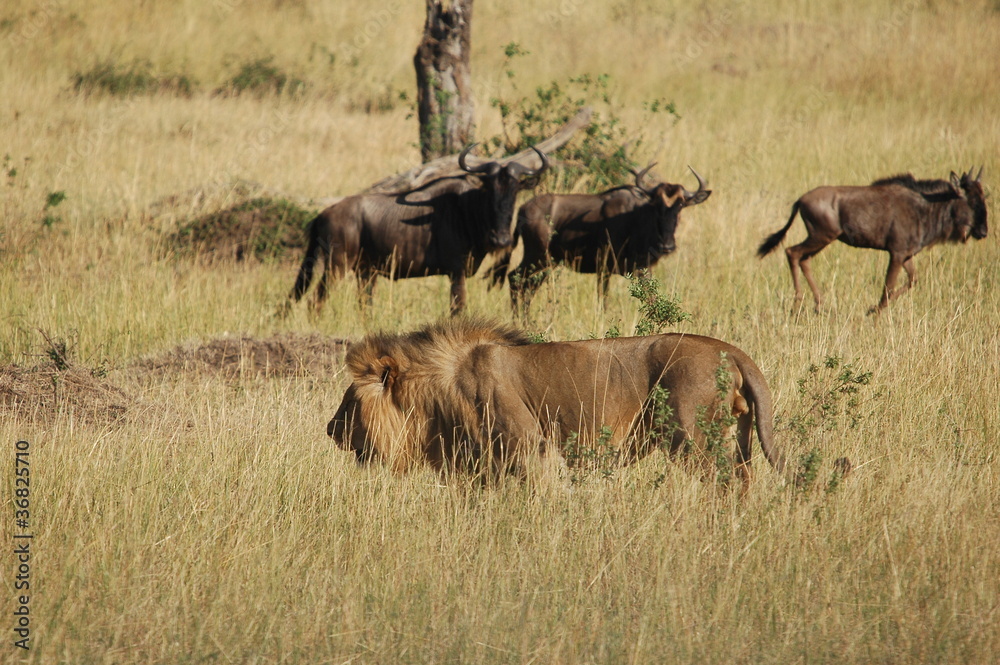 Lion hunts wildebeest at Masai Mara, Kenya Lion hunts wildebeest at Masai Mara, Kenya