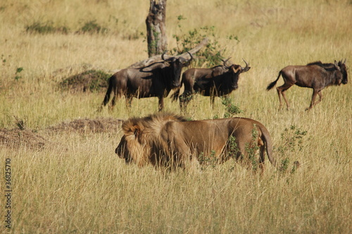 Lion hunts wildebeest at Masai Mara  Kenya