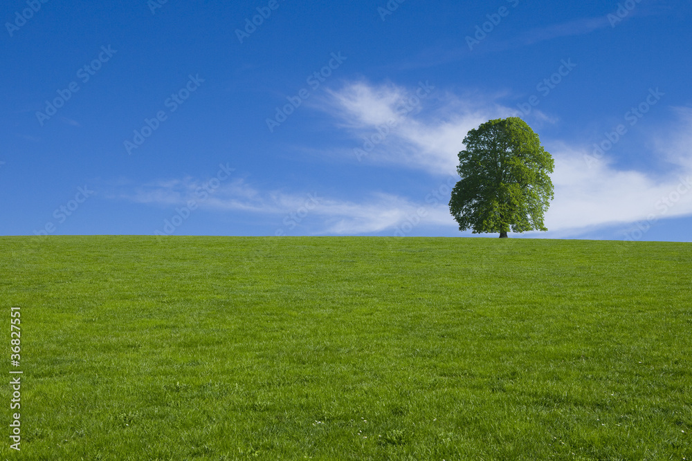 Baum auf Wiese mit Himmel Baum auf Wiese mit Himmel