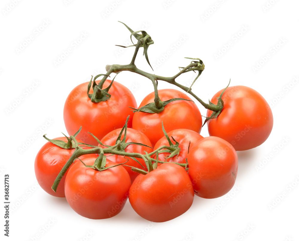 Tomatoes isolated