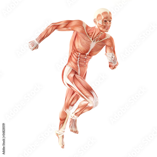 Slika na platnu Running man muscles anatomy system isolated on white background
