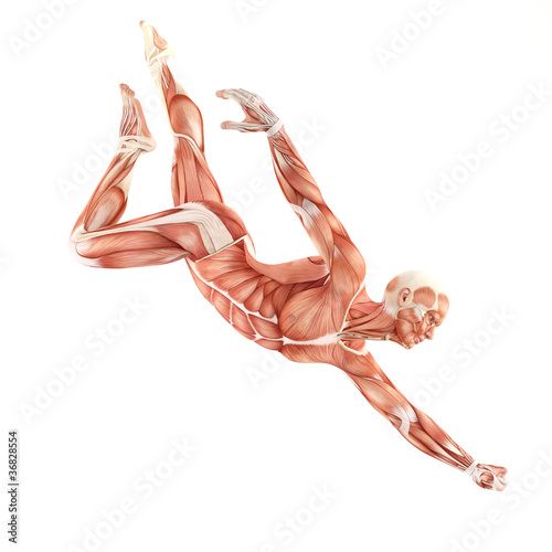 Fotografie, Obraz Flight man muscles anatomy system isolated on white background