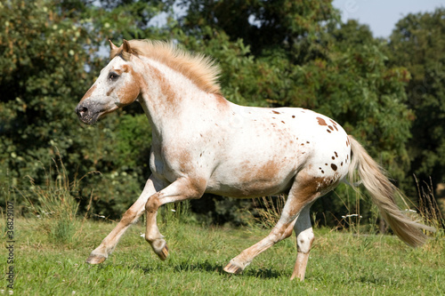 Bild auf Leinwand Apaloosa Pony