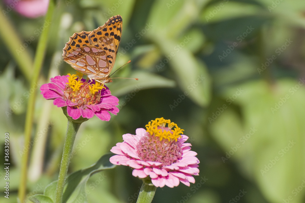 Obraz premium Бабочка на цветке цинии