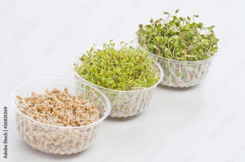 Germinated seeds of cress, radish, wheat