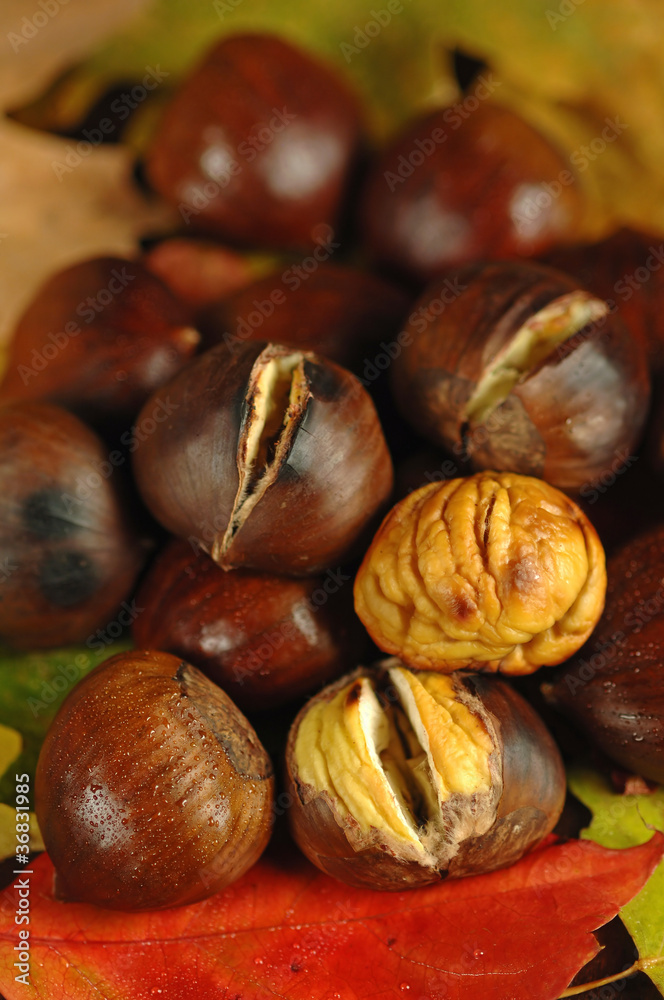 Obraz premium Castagne