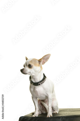 Chihuahua, Hund, Rassehund, Kopfportrait, freigestellt © Daniela Hofer