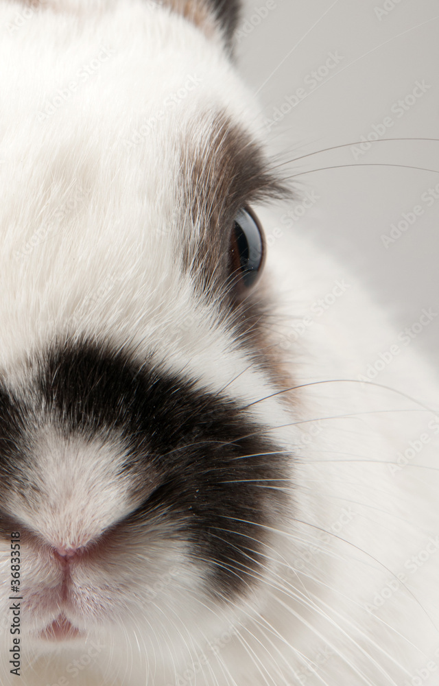 Obraz premium rabbit