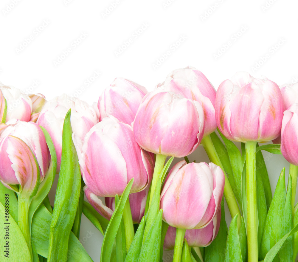 Fototapeta premium pink tulips