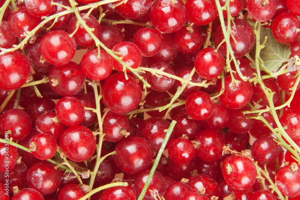redcurrant redcurrant