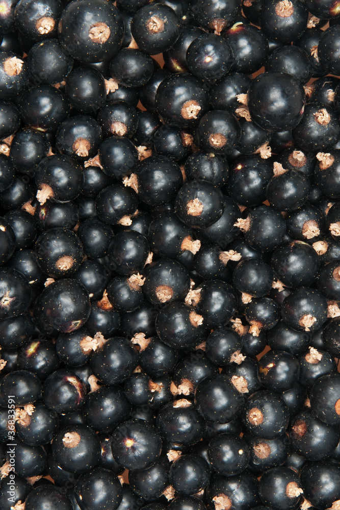 blackcurrant blackcurrant