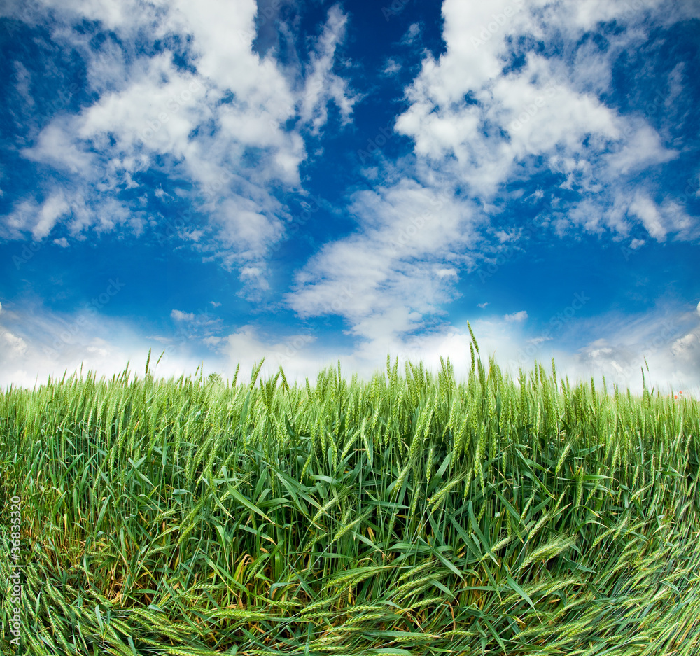 field with ears of wheat field with ears of wheat