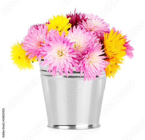Chrysanthemum in bucket on white background