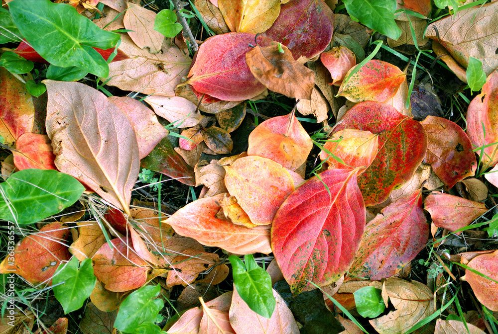 colori di autunno colori di autunno