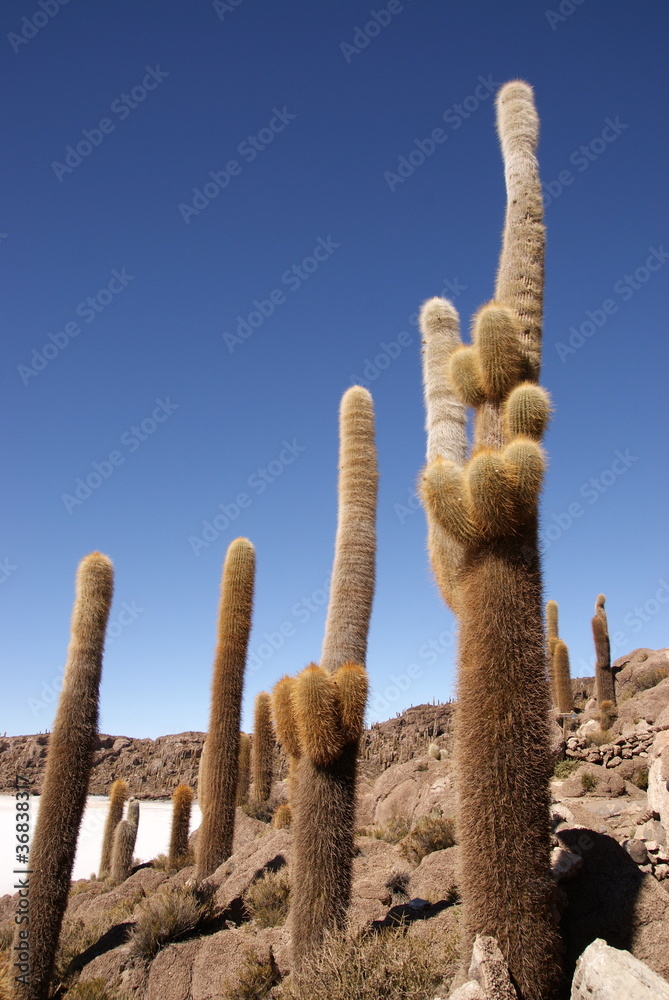Isla del Pescado, Salar de Uyuni, Bolivia Isla del Pescado, Salar de Uyuni, Bolivia