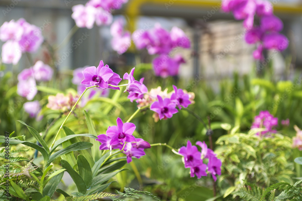 Naklejka premium Orchidee