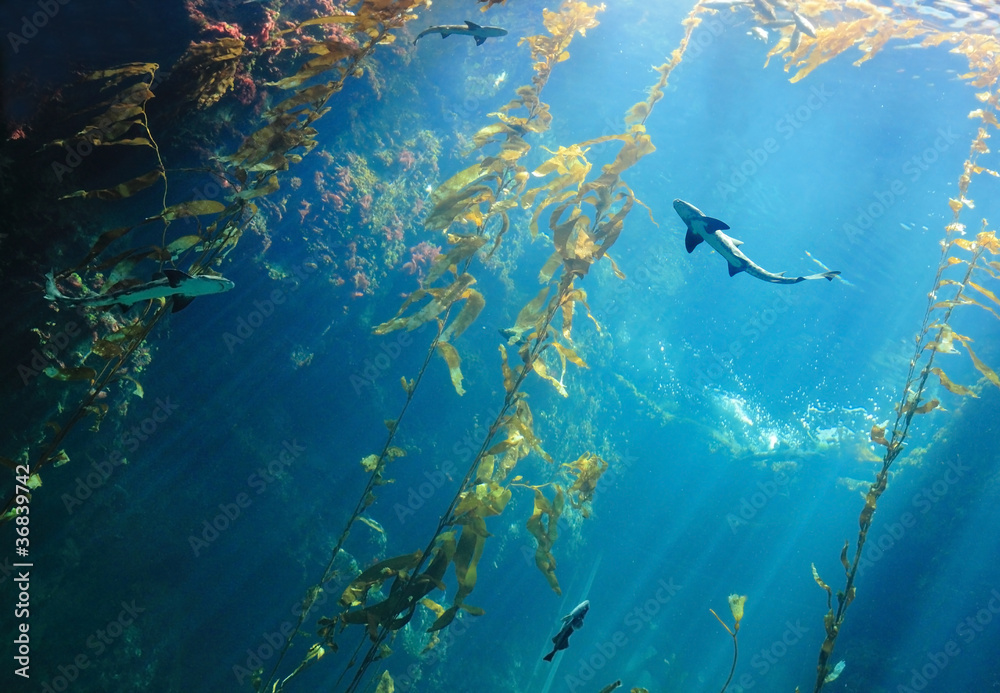 Fototapeta premium Small shark in the ocean with amazing light ray